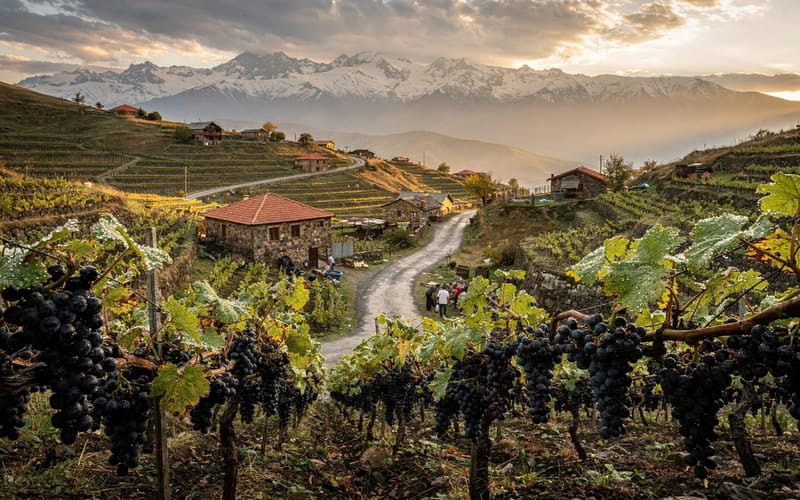Armenian wine grapes explained: Areni Noir, Voskeat & more